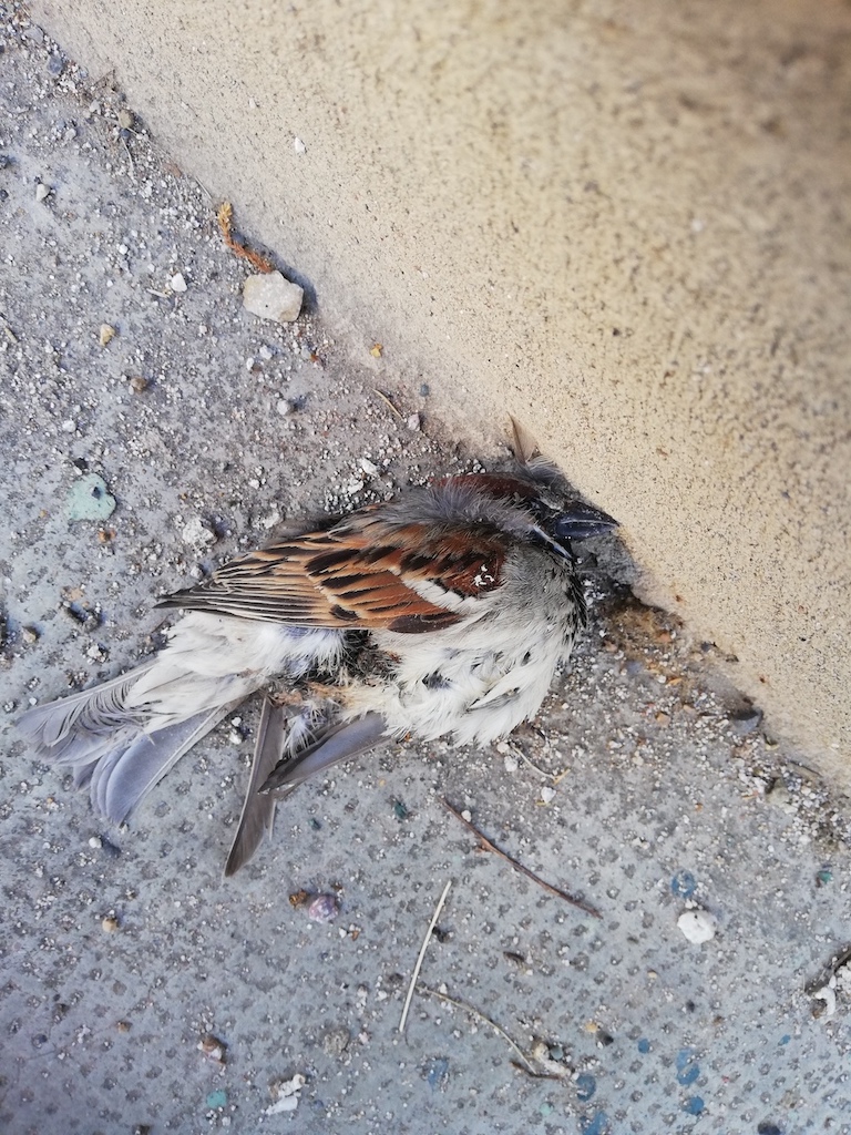 helder autobiographie divagaction billet ged oiseau