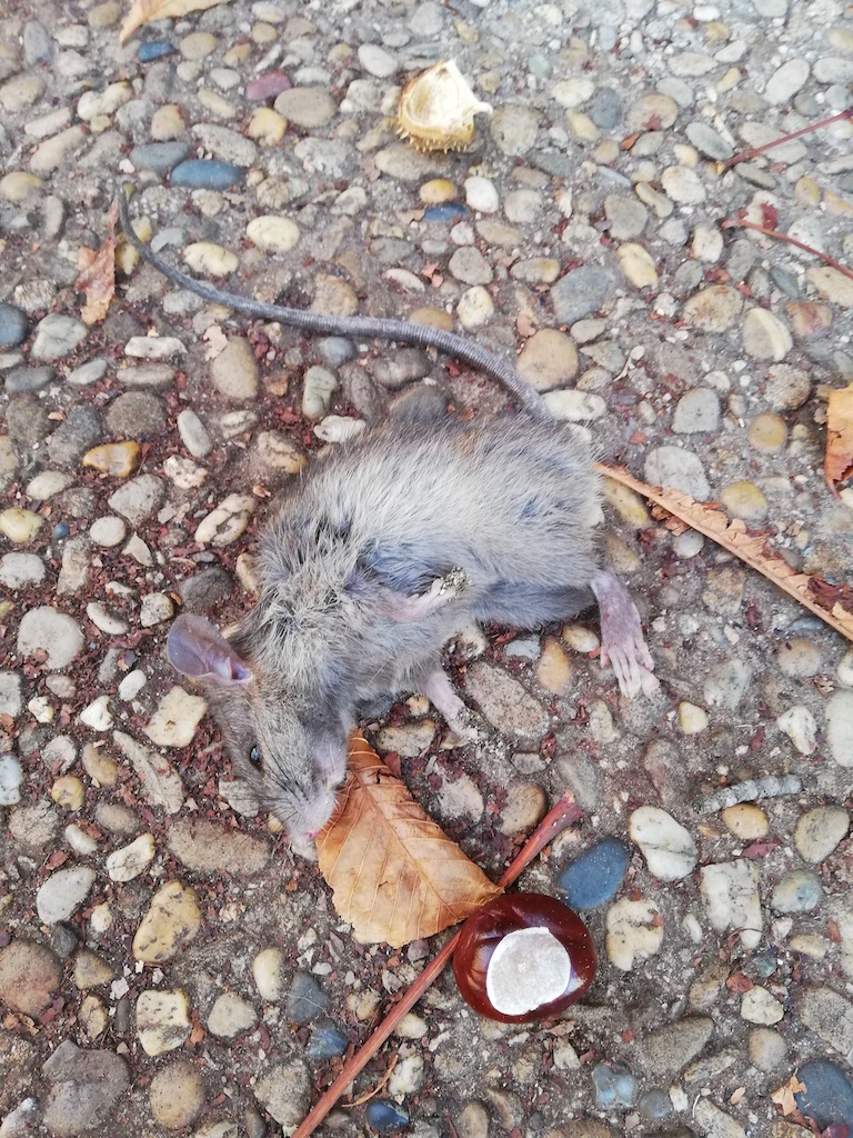 helder autobiographie divagaction billet ged rat